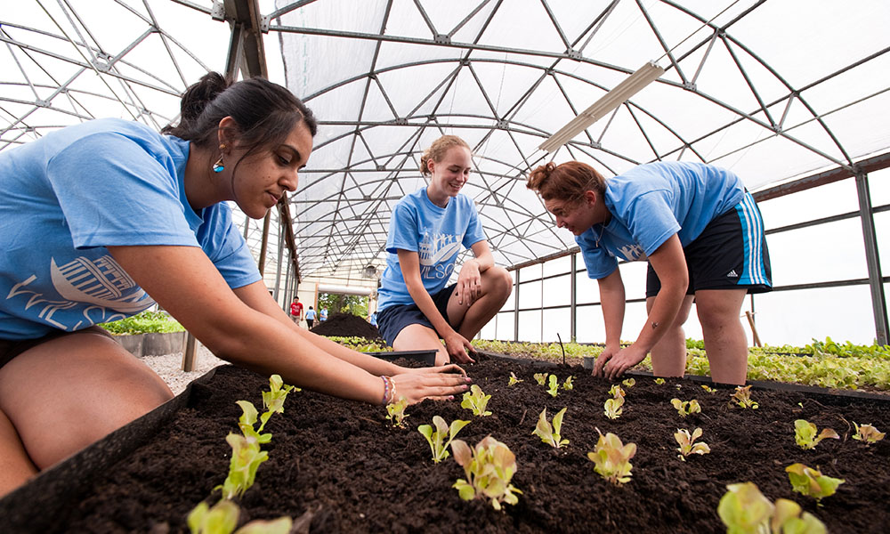 University of Rochester freshmen ( l-r) Rohini Bhatia of Ellicott City, MD, Alison Patrick of Munson, PA and Jordan Greenberg of Bloomfield, CT plant lettuce at Freshwise Farms in Penfield during Wilson Day activities August 29, 2011.  //photo:  J. Adam Fenster/University of Rochester